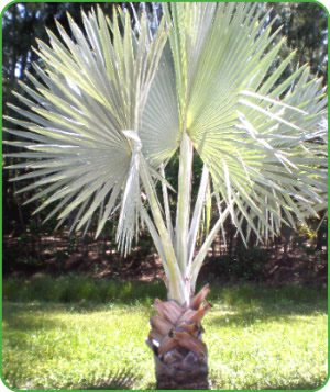 The Bismark Palm Tree at Cove Farms.