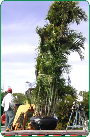 Landscapers prefer Cove Farms