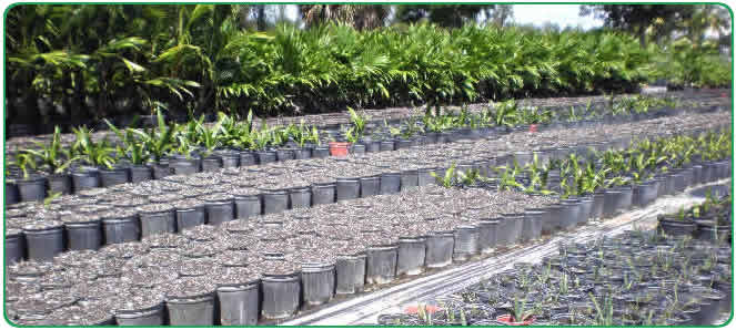 More rows & rows of potted palm trees.