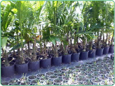 Rows of Coconut & Queen palm trees at Cove Farms.