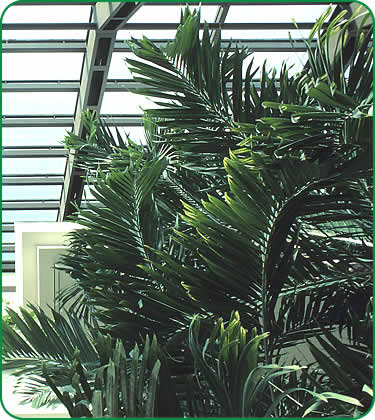 Nurseries & Landscaping Companies love Palm Trees grown by Cove Farms