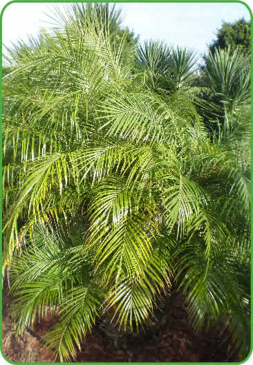 Pygmy Date Palm