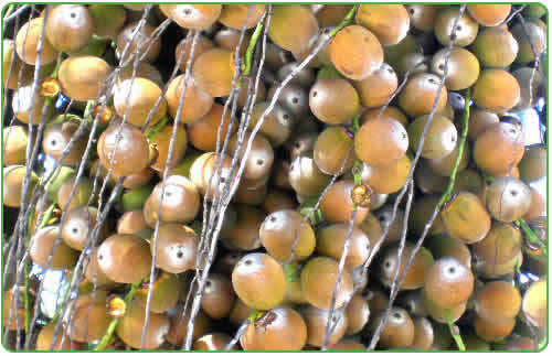 An up-close picture of the Queen palm fruit.