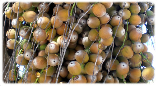 A close-up picture of Queen palm tree fruit.