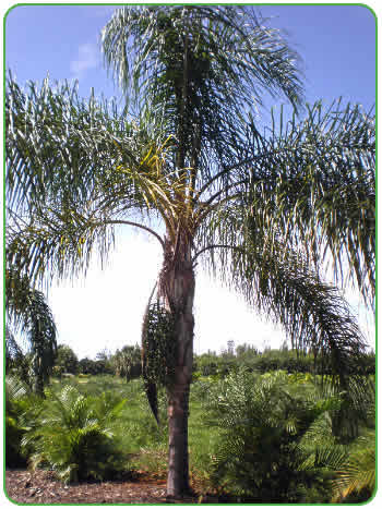 Queen Palm with fruit